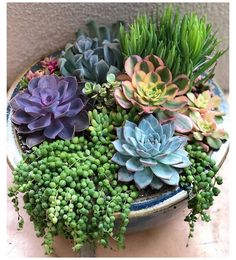 several succulents in a blue and white bowl on a table next to a wall