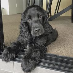 a black dog laying on the ground next to a door and looking at the camera