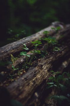 a small plant is growing out of the bark of a fallen tree in the woods