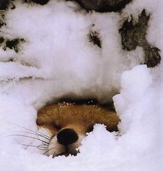 a brown and white animal laying in the snow with its head sticking out from it's hole