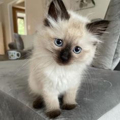 a small kitten with blue eyes sitting on a couch