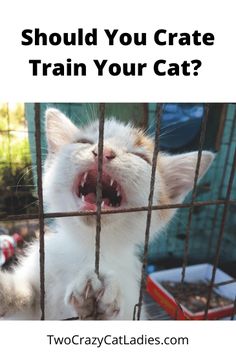 a white cat with it's mouth open and the words should you crate train your cat?