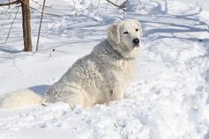 a large white dog sitting in the snow