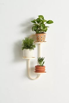 three potted plants are hanging on the wall