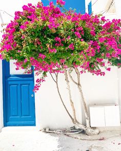 a tree with pink flowers in front of a blue door