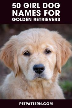 a golden retriever puppy with the title 50 girl dog names for golden retrievers