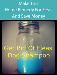 a hand holding a jar filled with blue liquid and text that reads, make this home remedy for fleas and save money get rid of fleas dog shampoo