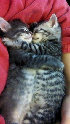 a person holding a small kitten in their arms