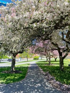 the trees are blooming in the park and on the path to the picnic area