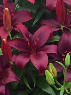 red flowers with green leaves in the background