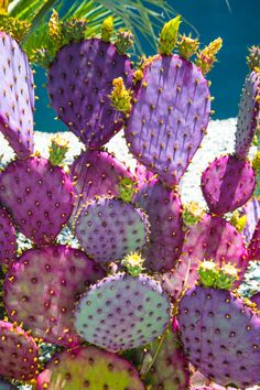 purple and green cactus plants in the sun