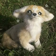 a small brown and white dog sitting in the grass with stars on it's forehead