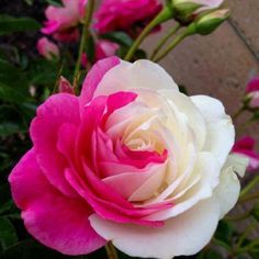 a pink and white rose is blooming in the garden