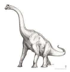 a drawing of a dinosaur with long neck and tail, standing in front of a white background