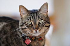 a close up of a cat wearing a collar and looking at the camera with an alert look on its face