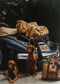 two dogs sitting in front of an old car with luggage on the back and another dog laying next to it