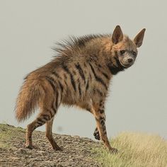 a striped hyena walking across a dry grass covered hill with another animal in the background