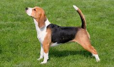 a beagle dog standing in the grass looking up to its owner's ear