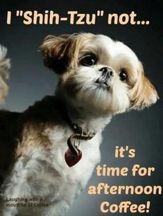 a small white and brown dog standing in front of a black background with the words i shih - tzu not it's time for afternoon coffee