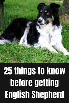 a black and white dog laying in the grass with text overlay that reads 25 things to know before getting english shepherd