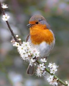 a bird sitting on top of a tree branch with white flowers in the foreground