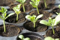 small green plants growing in black plastic cups on top of the ground, with dirt covering them