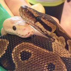 a close up of a snake on someone's hand