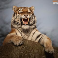 a close up of a tiger on a rock with its mouth open and it's teeth wide open