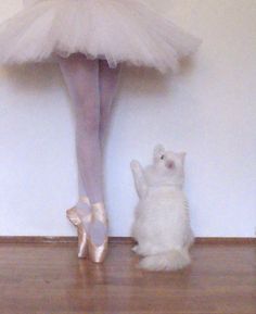 a white cat sitting on the floor next to a ballerina