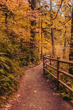 a path in the woods surrounded by trees with yellow leaves on it and a wooden fence