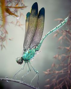 a blue and yellow dragonfly sitting on top of a tree branch