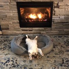 a dog laying on its back in front of a fire place