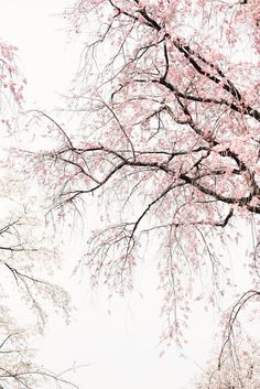 pink flowers are blooming on the branches of trees in front of a white sky