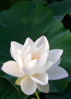 a large white flower sitting on top of a lush green leaf covered field with water lilies