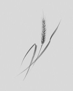 a black and white photo of two stalks of wheat in the sky with one single stalk sticking out of it's center