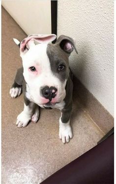 a gray and white pitbull puppy sitting next to a wall looking at the camera