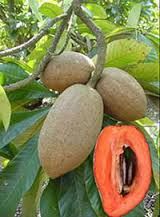 the fruit is growing on the tree and ready to be picked from it's leaves