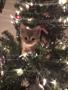 a kitten sitting in the middle of a christmas tree with lights on it's branches