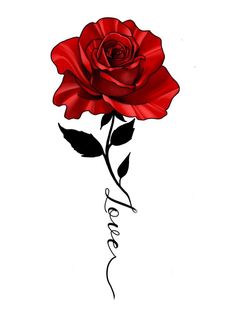 a drawing of a red rose with the word love written in black ink on a white background