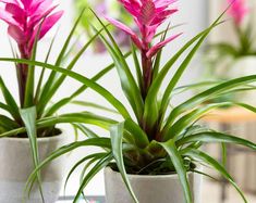 three potted plants with pink flowers in them