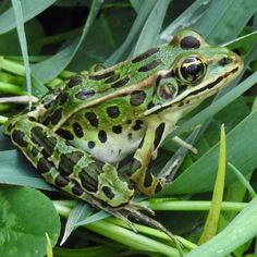 a green and black frog sitting on top of grass