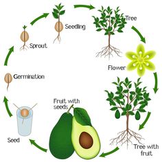 the life cycle of an avocado plant with seed, fruit and flower stages