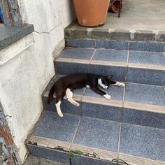 a black and white cat laying on the steps