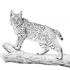 a black and white drawing of a cat walking on a tree branch with its eyes open