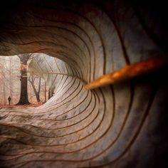 the inside of a wooden structure with trees in the background and leaves on the ground