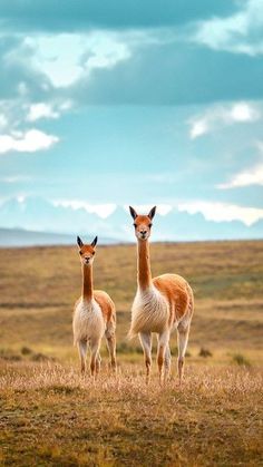 two llamas standing in the middle of an open field