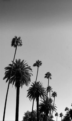 black and white photograph of palm trees on the beach