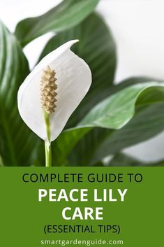 a white flower with text overlay that reads complete guide to peace lily care essential tips