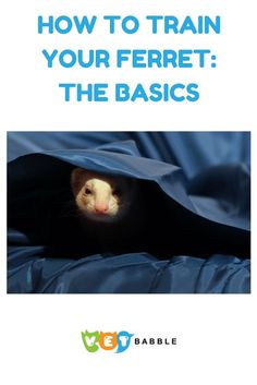 a ferret peeking out from under a blue blanket text reads how to train your ferret the basics