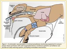 an image of a diagram of a horse's body and its functions in it